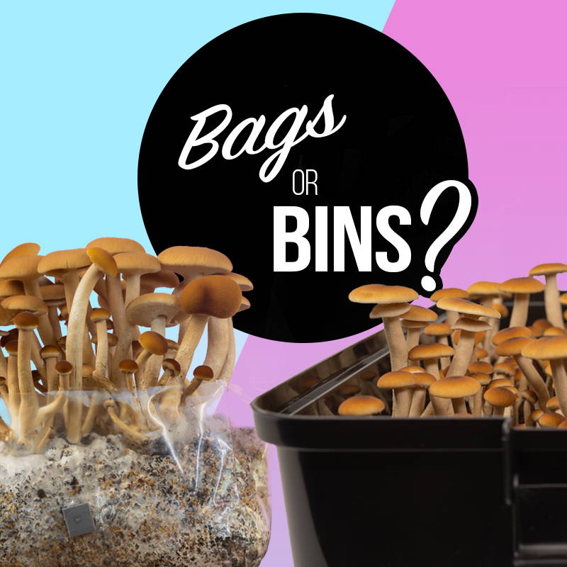 All-in-One Bags or Monotub Bins: Which Mushroom Growing Method is Best for You?