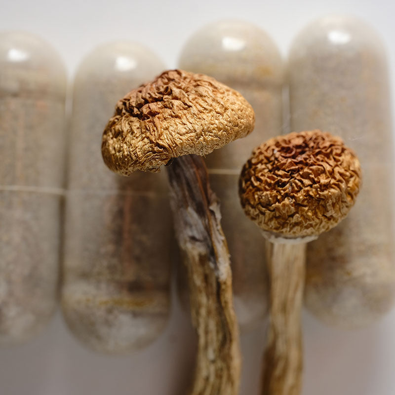 Mushrooms for Anxiety: Can Fungi Help Manage Anxiety Disorders?