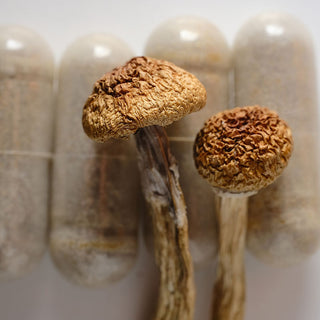 Mushrooms for Anxiety: Can Fungi Help Manage Anxiety Disorders?
