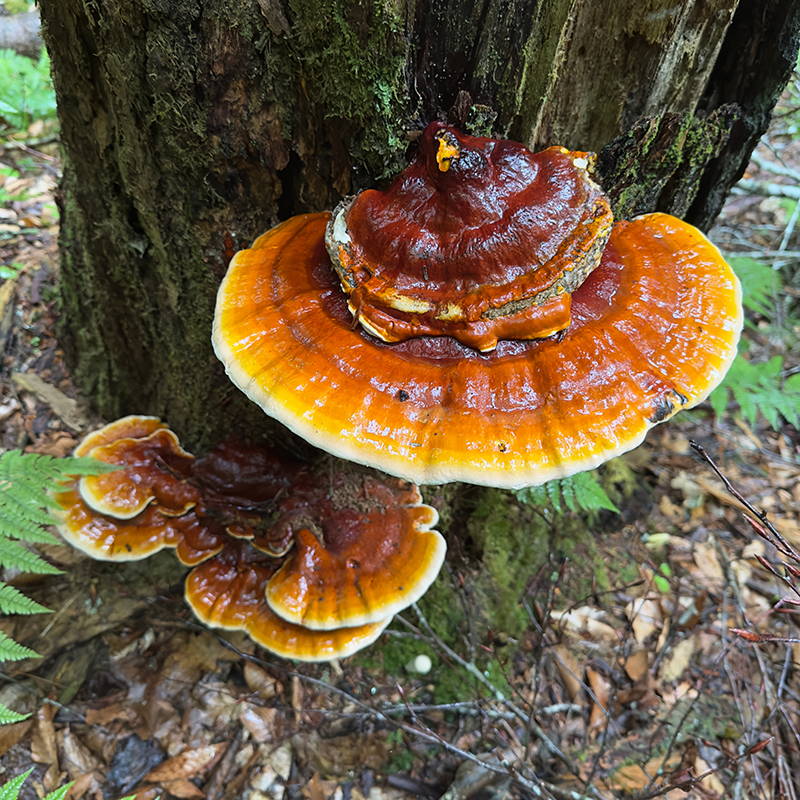 How to Grow, Find, and Use Reishi Mushrooms