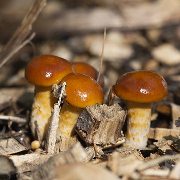 How to Grow Mushrooms in Fall: Inoculation & Fruiting