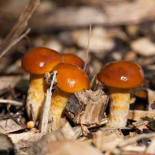How to Grow Mushrooms in Fall: Inoculation & Fruiting