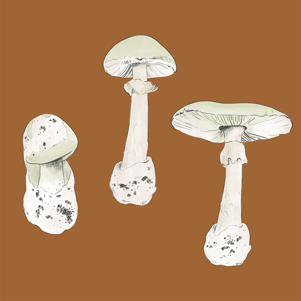 Death Cap, Mushroom Poisonings, and Safe Foraging with Greg Marley