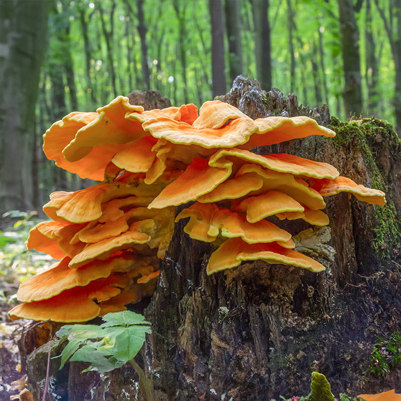 How to Find, Identify, and Cook Chicken of the Woods Mushrooms