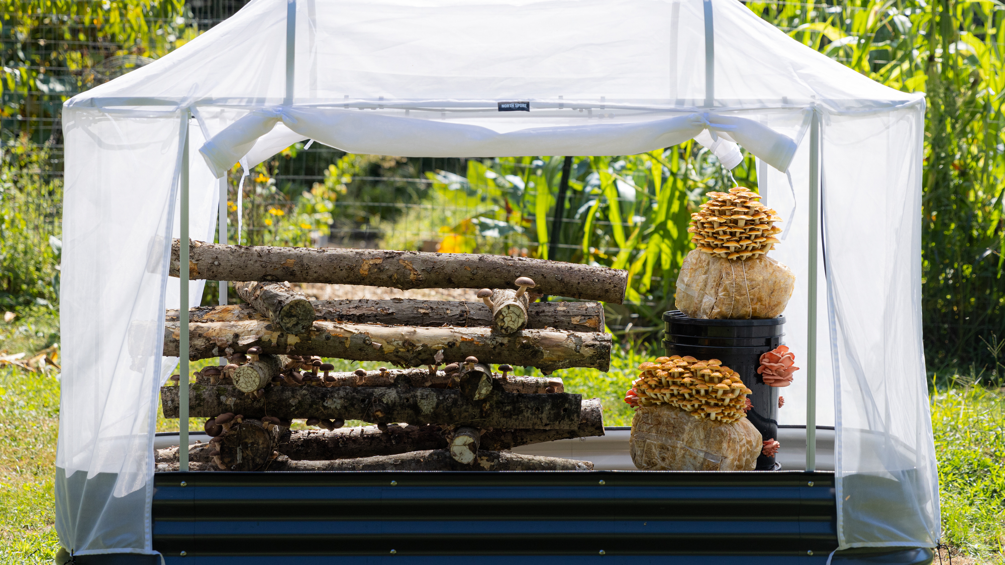 4 Ways to Grow Mushrooms in a MycoSphere