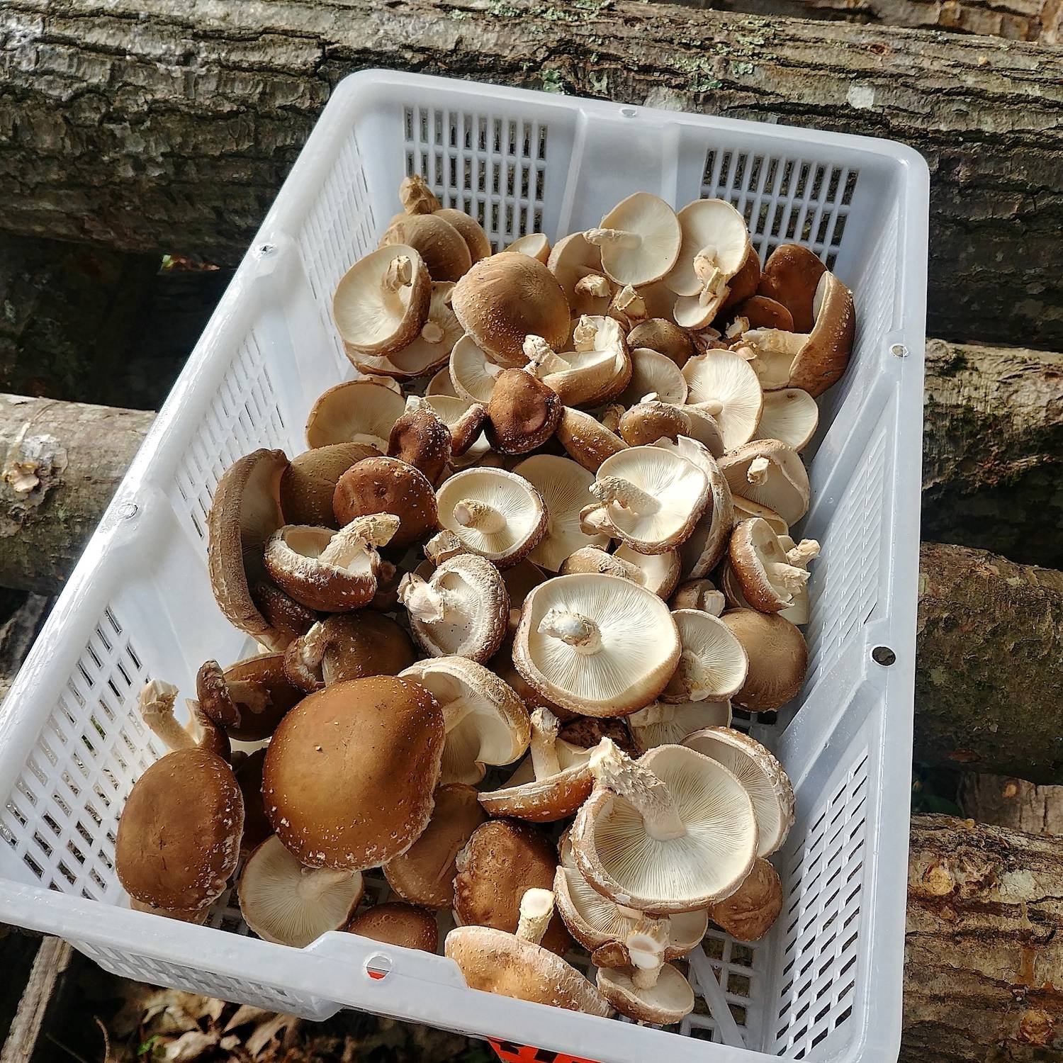 SHITAKEページ All About Shiitake Mushrooms – North Spore
