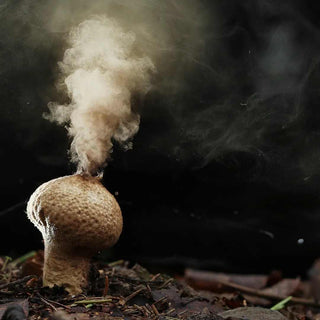 Mushroom Spores vs. Spawn: What is the Difference?