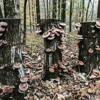 Fry Farm: Growing Lion's Mane and Shiitake Mushroom Pillars in Georgia
