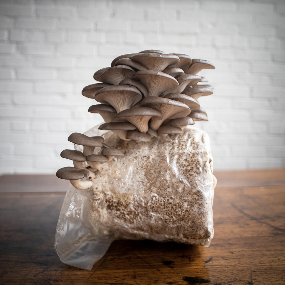 How to Grow Blue Oyster Mushrooms