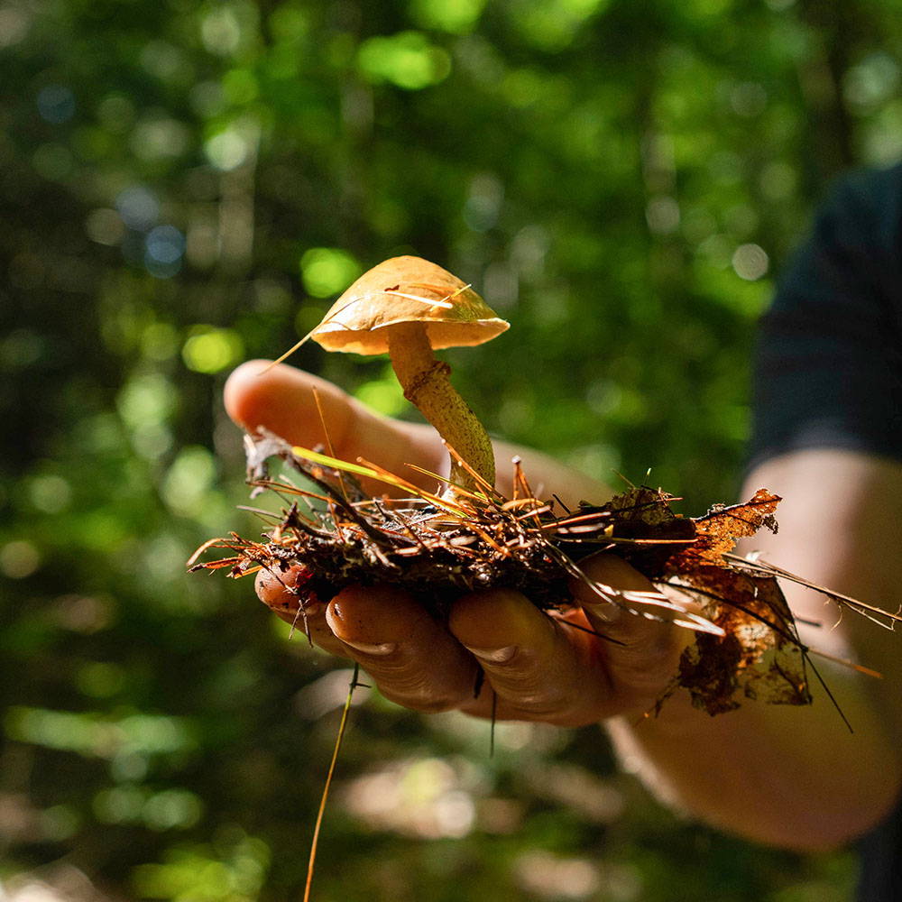 Introduction to Fungal Biology