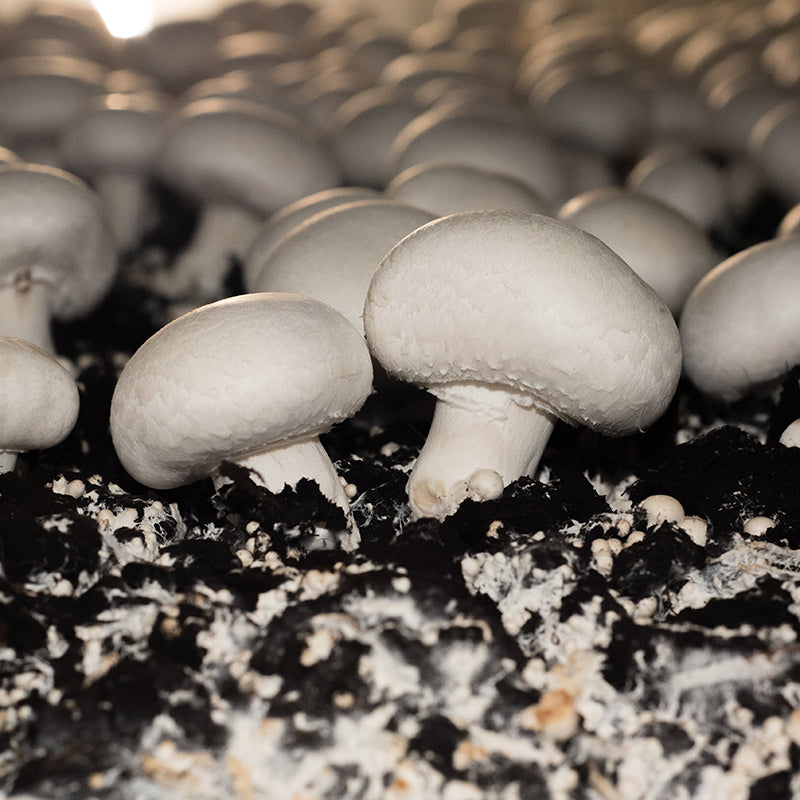 White mushrooms growing on dark soil.