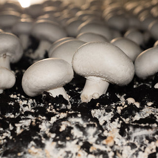 White mushrooms growing on dark soil.