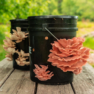How to Grow Mushrooms with a MushBucket: The Complete Guide