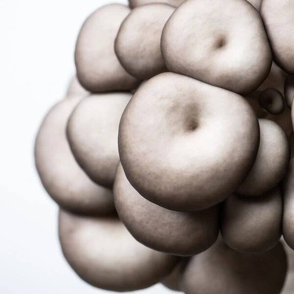 Best Beginner Mushrooms to Grow Outdoors