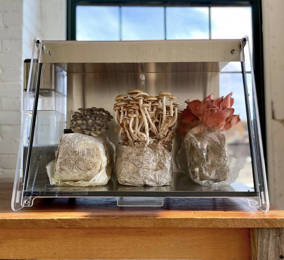 We Tested the Mella Smart Mushroom Fruiting Chamber by FirstBuild