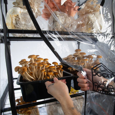 A person places a black tray filled with brown-capped mushrooms on a metal shelf inside a clear plastic grow tent, with other mushroom bags on shelves above.