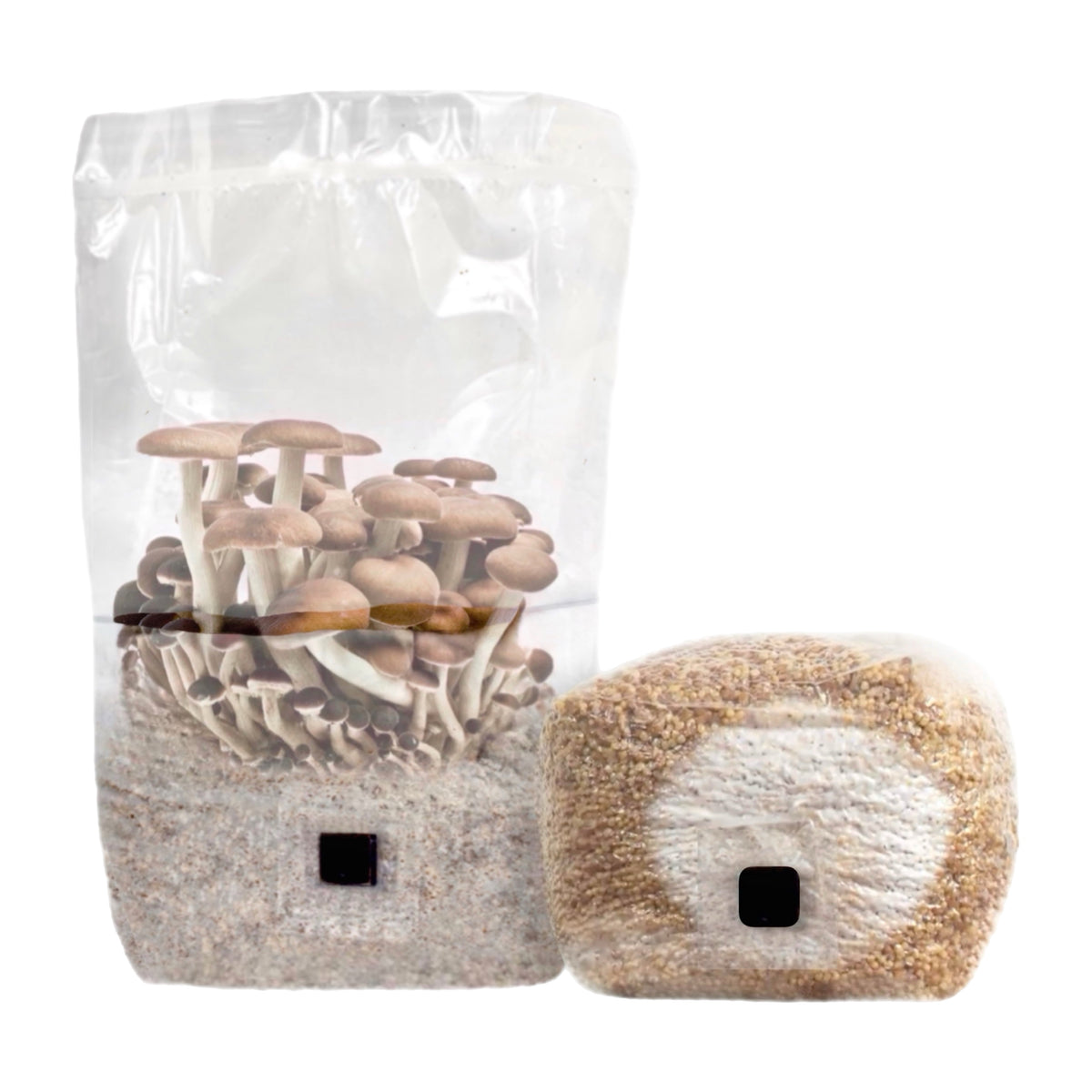 Mushroom Grow Bags – North Spore