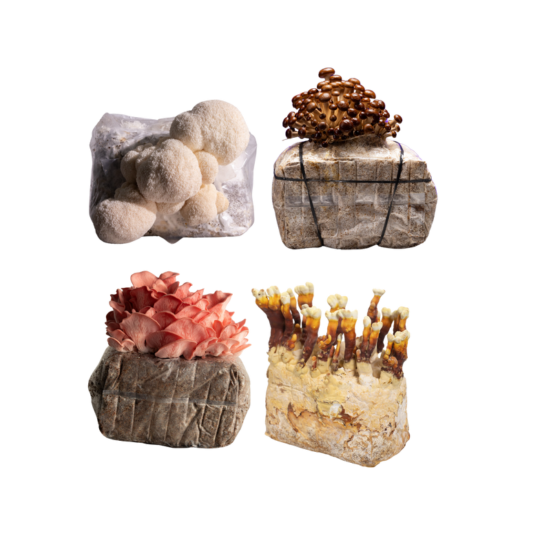 Four blocks of substrate with different types of mushrooms growing: white, brown, pink, and yellow fungi, each emerging from their own rectangular block.