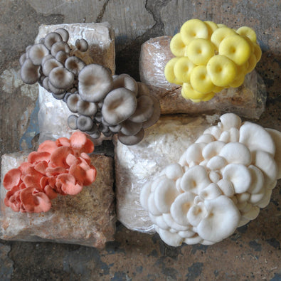 Four clusters of oyster mushrooms—gray, yellow, pink, and white—grow from plastic-wrapped blocks on a textured concrete surface.
