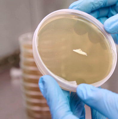 Mycology Lab Supplies