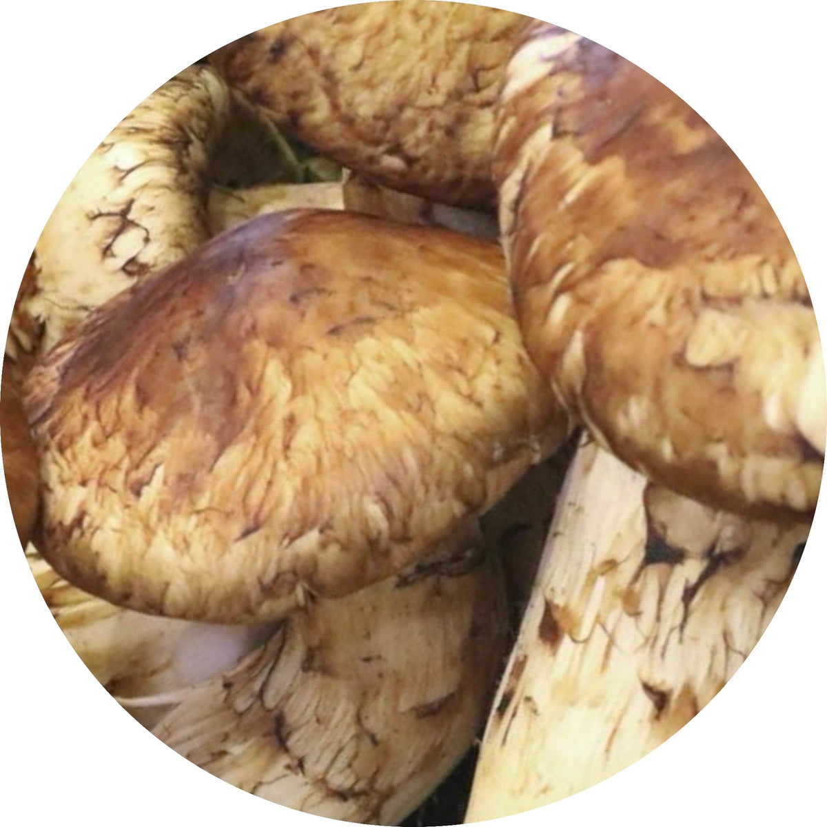 Matsutake North Spore
