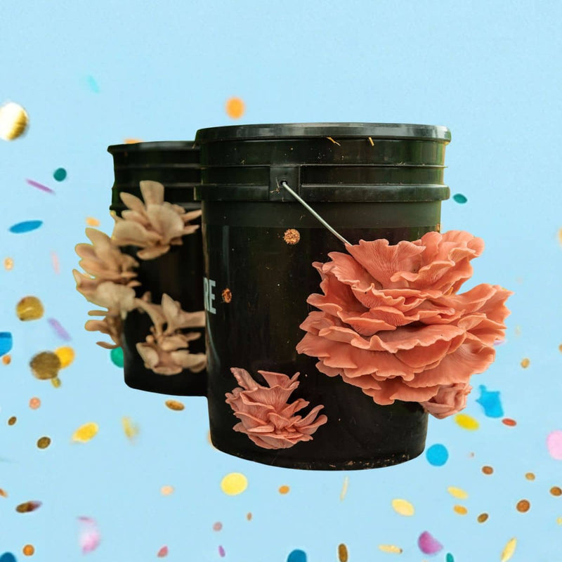 MushBucket Grow Kit