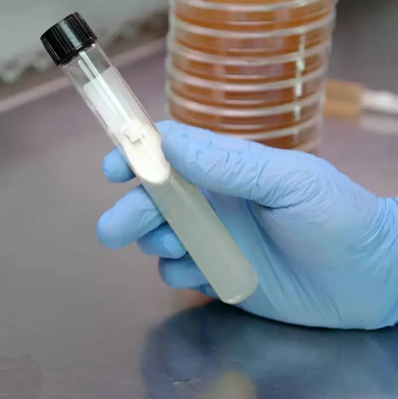 A gloved hand holds a test tube with a white substance inside, with petri dishes stacked in the background on a stainless steel laboratory surface.