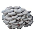 <span class="metafield-string">Blue Oyster</span>