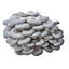 A cluster of gray oyster mushrooms stacked together, showing their smooth, rounded caps and overlapping arrangement on a white background.