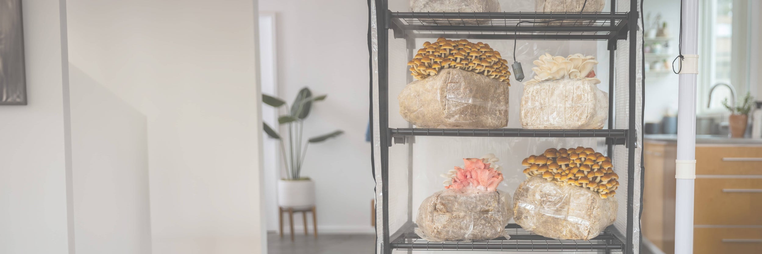 Mushroom grow bags with various mushrooms on black shelves in a bright, modern room with plants and wooden furniture in the background.