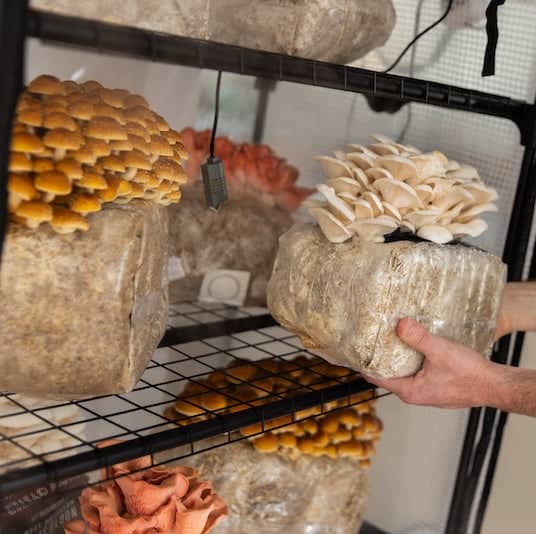 A person holds a block of substrate with white oyster mushrooms growing on it, surrounded by other blocks with yellow and pink mushrooms on metal shelves.