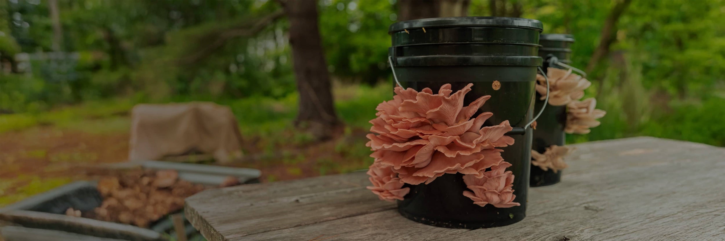 Black buckets with clusters of pink oyster mushrooms growing on their sides, sitting on a wooden surface outdoors with greenery in the background.