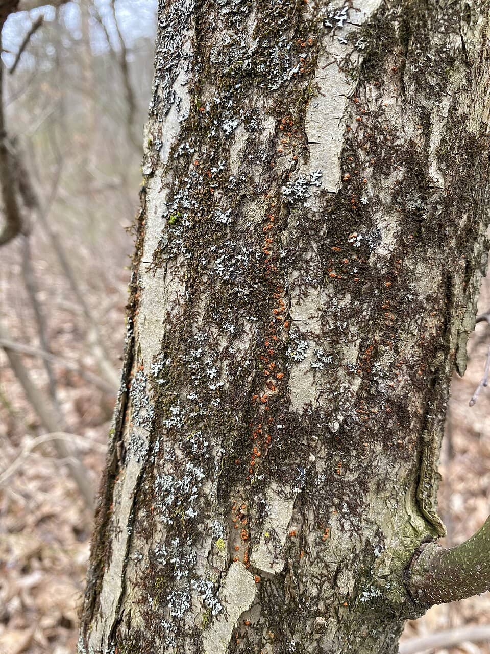 Close-up of a tree trunk with rough, mottled bark, patches of lichen, and small red spots. The background shows blurred, leafless branches and the forest floor covered in dry leaves.