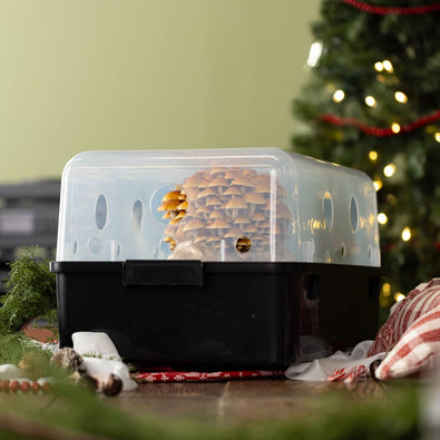 A mushroom growing kit in a black and clear container sits on a wooden floor near a decorated Christmas tree and festive holiday decorations.
