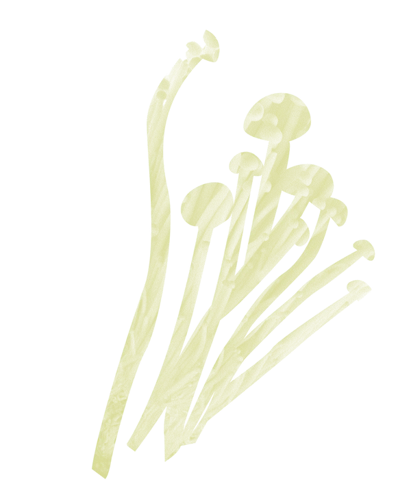 Light yellow translucent mushrooms and stems arranged on a white background.