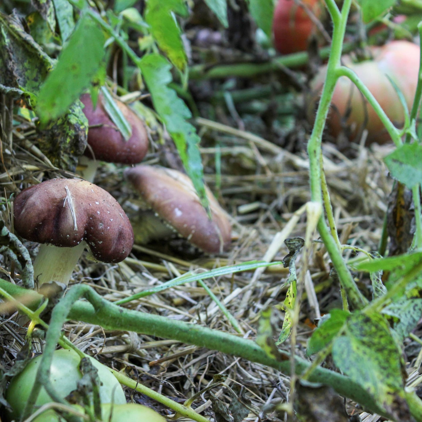 Companion Planting with Mushrooms: Enhance Your Garden – North Spore
