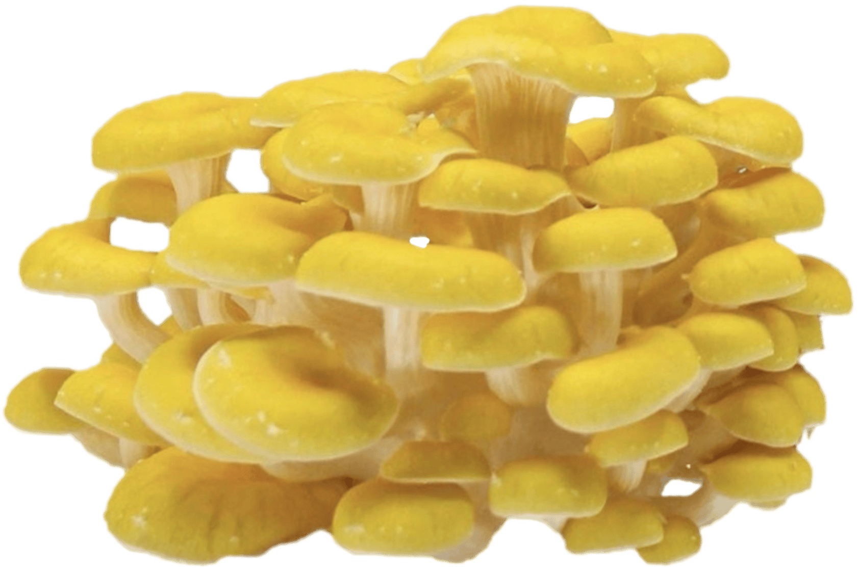 A cluster of bright yellow mushrooms with smooth caps and white stems, grouped closely together against a white background.
