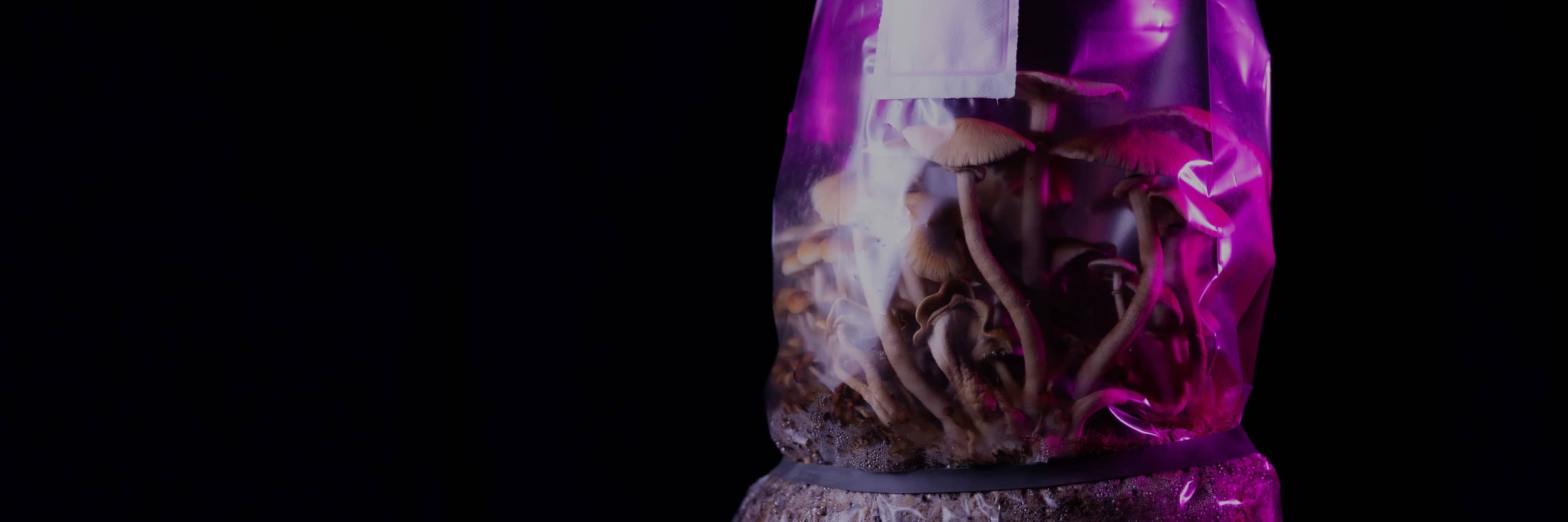A clear plastic bag filled with mushrooms grows under pink and purple lighting, with dark soil visible at the bottom and a black background behind.
