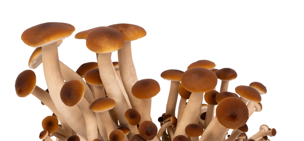 Automated Boomr Bin Mushroom Monotub System North Spore automated-boomr-bin-mushroom-monotub-system-north-spore
