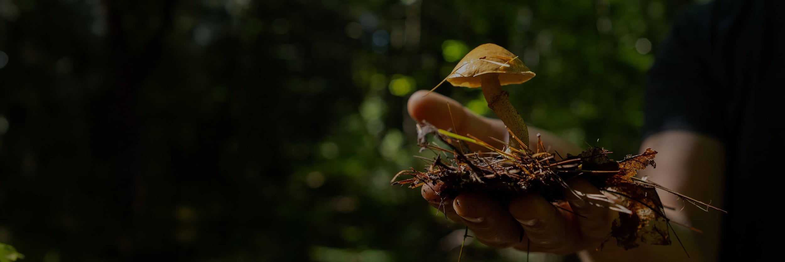 A person’s hand holding a small mushroom with soil and leaves, against a blurred green outdoor background.