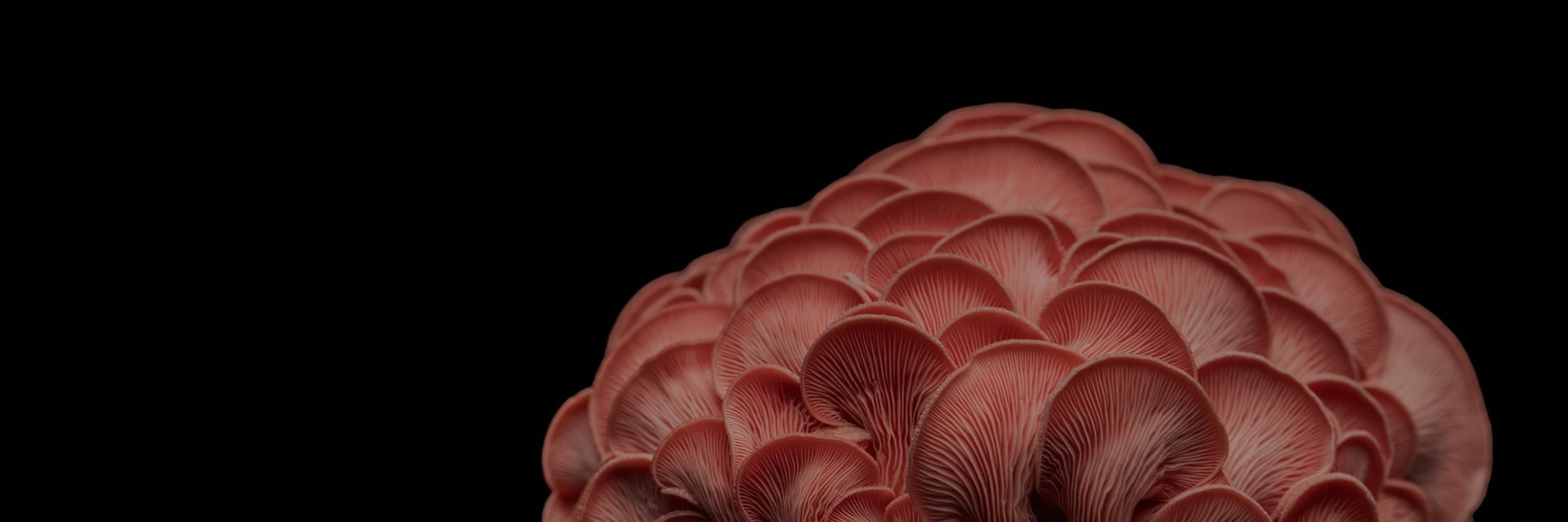 Close-up of overlapping pink mushroom gills against a black background, showing detailed curved edges and textured surfaces.