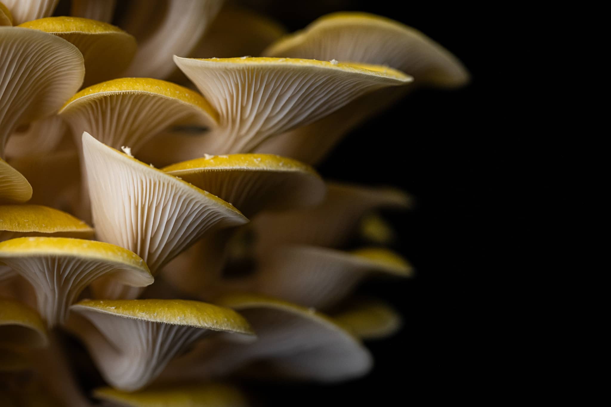 Close-up of clustered yellow oyster mushrooms showing gills and caps, set against a black background with dramatic lighting highlighting their delicate textures and shapes.