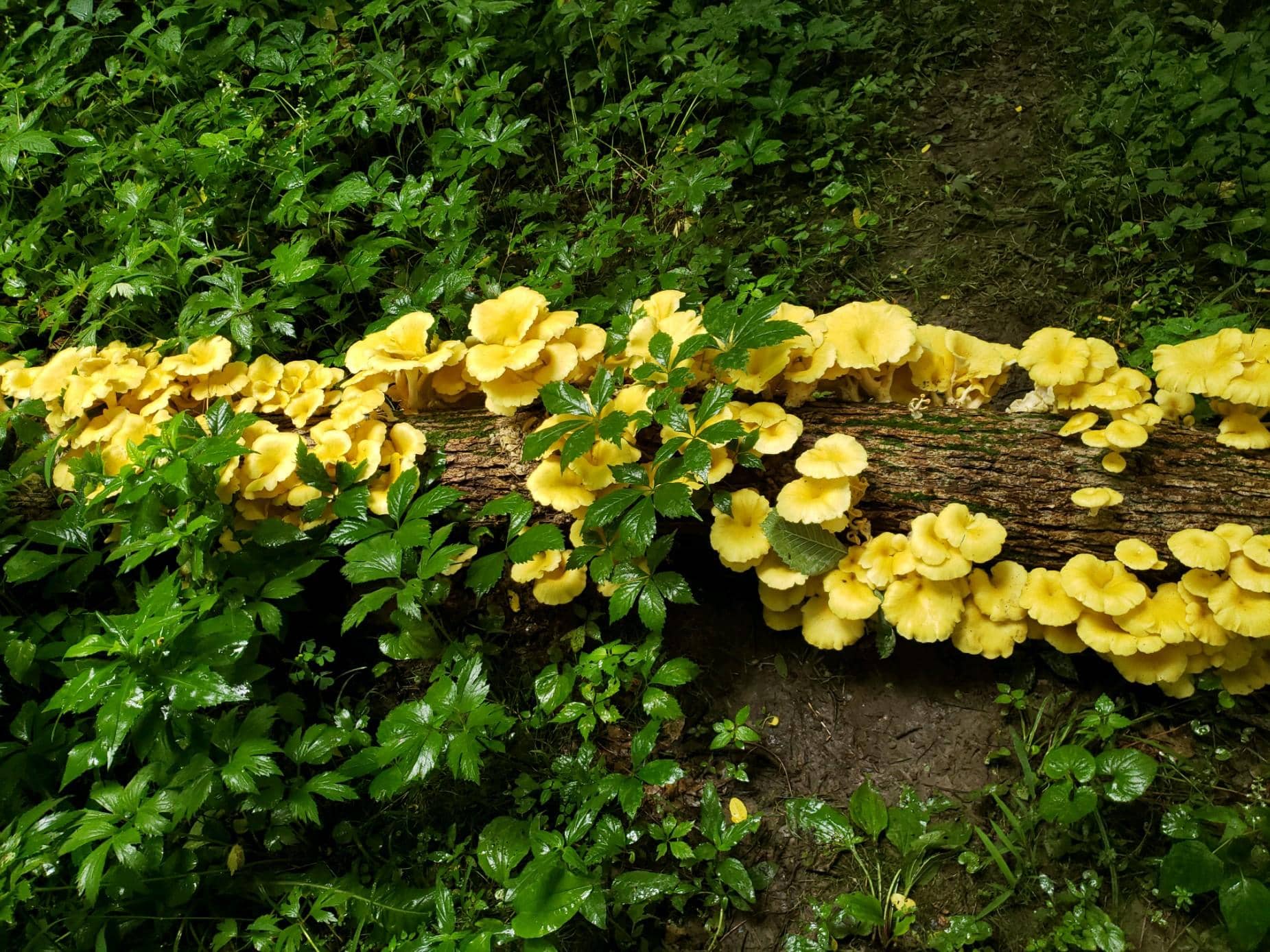 A fallen log in a forest is covered with clusters of yellow mushrooms, surrounded by lush green plants and leaves on the damp ground.