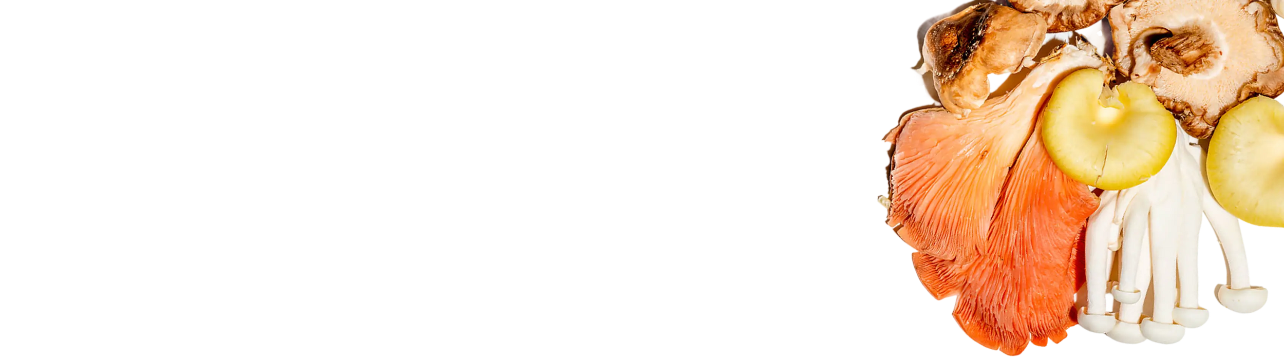 A variety of colorful mushrooms arranged in the top right corner of a white background, including orange, brown, yellow, and white mushrooms.