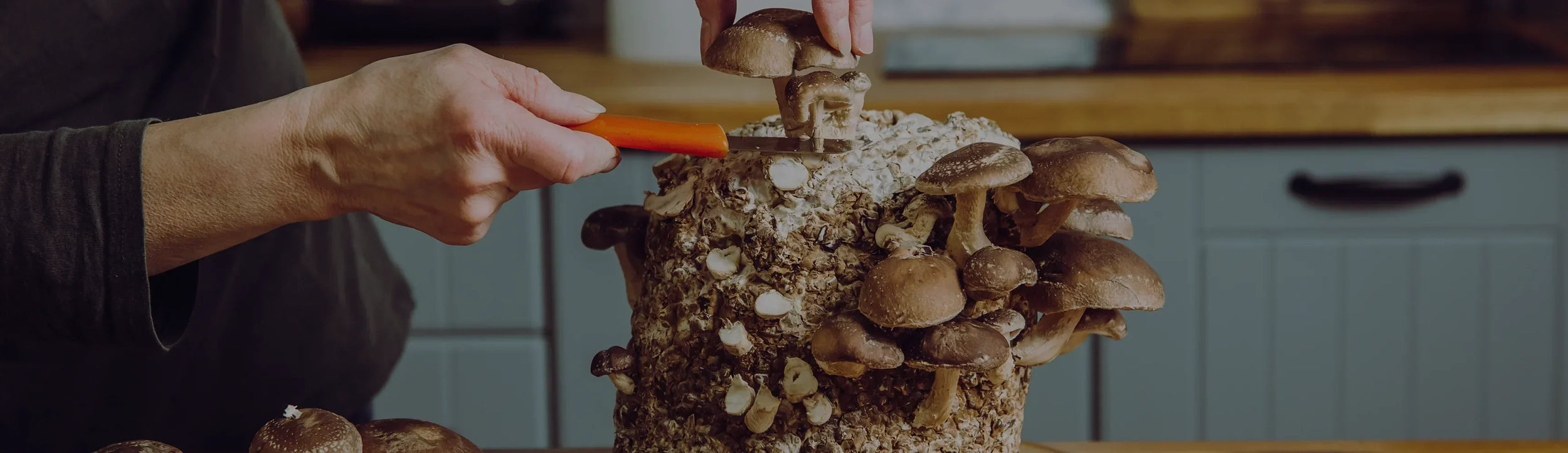 A person uses a knife to harvest brown mushrooms growing on a large block in a kitchen setting.