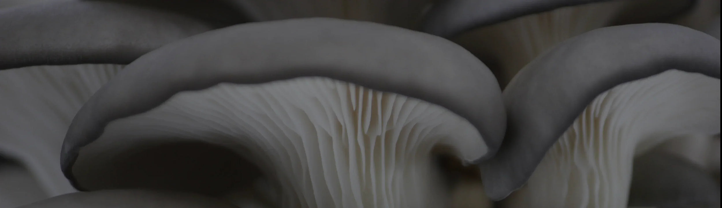 Close-up view of grey oyster mushrooms, focusing on the gills and smooth, curved caps with soft light and shadow.