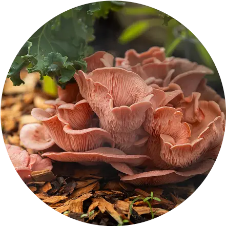 Pink oyster mushrooms growing on wood chips, surrounded by green leafy plants, in a natural outdoor setting.