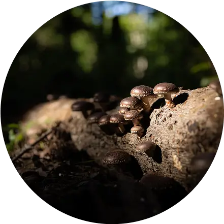 A group of small brown mushrooms growing on a fallen log in a sunlit forest, with blurred green foliage in the background.