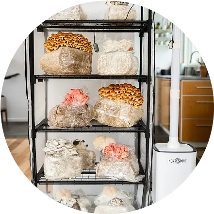 Black metal shelves hold multiple bags of mushrooms in various colors and shapes, growing indoors near a white air purifier in a modern kitchen setting.