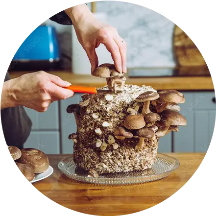 A person harvests shiitake mushrooms from a mushroom growing kit on a glass plate in a kitchen.